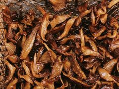 -二漭的洋芋店(总店)