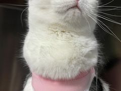 -纳吉亚猫专科动物医院·北北分院