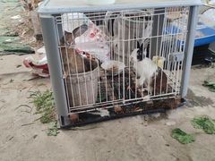 -马陆小张葡萄园农家乐