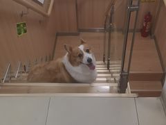 -宠福鑫康馨动物医院·骨科·眼科