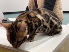 -中农大我爱我爱动物医院·核磁CT·猫病·24小时夜诊中心(石佛营店)