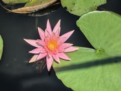 -池杉湖湿地公园