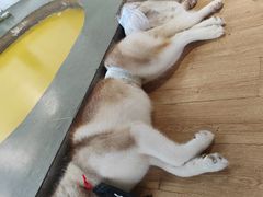 -Husky Go! 哈士奇体验馆·宠物咖啡厅狗咖