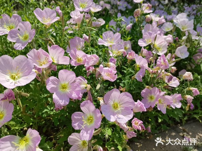 北龙湖湿地公园图片