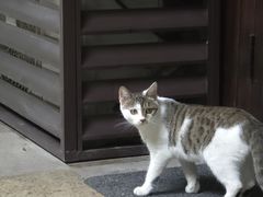 -灶咖KITCHEN