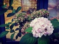 -艾溪湖湿地公园