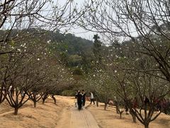 -南国桃园旅游度假区