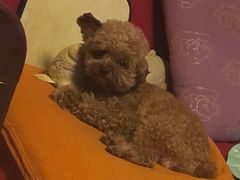 -PETKIT小佩宠物(昭化店)