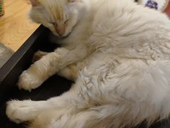 -猫小院猫主题咖啡厅(北锣店)