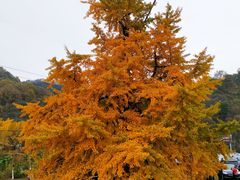 -千年银杏谷文化旅游区