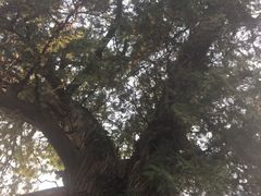 -玉泉观