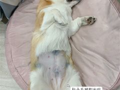 -奈斯宠物医院·核磁CT·异宠专科·内镜(中南店)