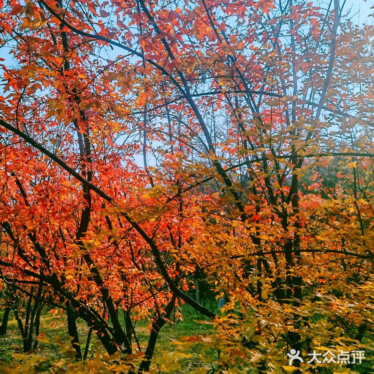 秋天去哪看红叶银杏，来奥森公园吧