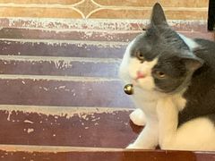 -李小姐の猫咖啡馆(五角场店)