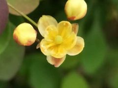 -海天一色海景自助餐厅(西港花园店)