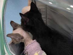 -创凡宠物医院·骨专科  猫科中心(西乡分院)