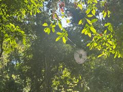 -西双版纳原始森林公园