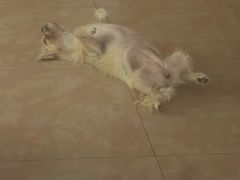 -宠物星动物医院·眼科·异宠·猫科(江南大道总院)