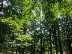 -阳台山自然风景区