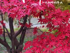 -花开海上生态园