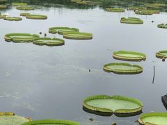 -荷塘月色湿地公园·向阳花洲