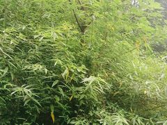 -桤木河湿地公园