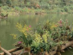 -深圳仙湖植物园