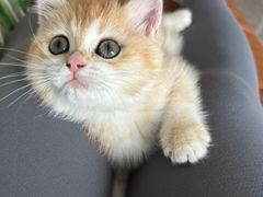 -lincat·猫舍(广州店)