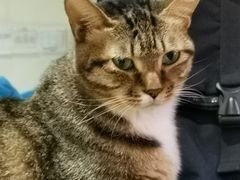 -滚猫咖啡·猫咖·猫友好撸猫(未来城店)