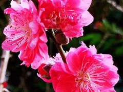 -桃花涧