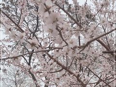 -桃花堤公园