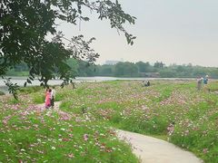 -海珠湖公园