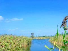 -盐城丹顶鹤湿地生态旅游区