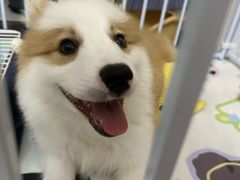 -艾贝尔宠物医院·24H转诊中心·肿瘤猫专科(江宁双龙店)