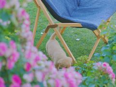 -猫米花园