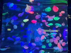 -合肥海洋世界