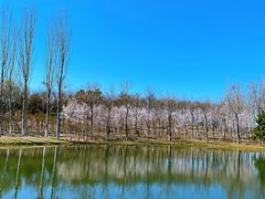 -大兴滨河森林公园