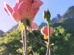 -陕西省红河谷森林公园