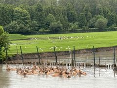 -溱湖国家湿地公园