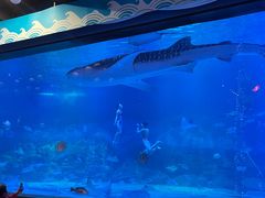 -烟台海昌鲸鲨海洋公园