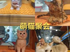 -欣宠猫屋·矮脚拿破仑·蓝金金渐层