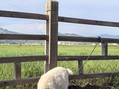 -敕勒川草原