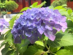 -长春观斋补堂素菜馆