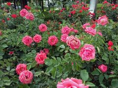 -文华公园(禅城区)