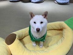 -逗柴咖啡屋·狗咖猫咖宠物桌游