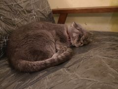 -猫色咖啡·猫咖