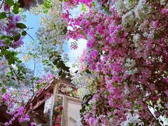 -深圳国际园林花卉博览园