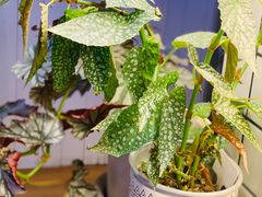 -Rabbit Cafe私房西餐甜点咖啡(栖霞路店)