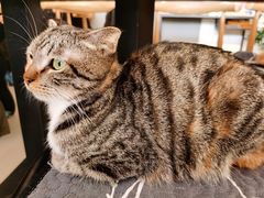 -平行世界·猫咖(首经贸店)