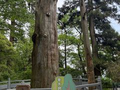 -天目山大树王景区